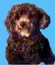 Lucy